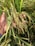 A hand holding a cluster of ripe rice plants with long, slender grains amid a dense growth of green leaves and stems.