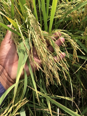 Farmers carefully selecting premium rice stalks during harvest season.