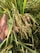 A hand holding a cluster of ripe rice plants with long, slender grains amid a dense growth of green leaves and stems.