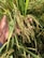 A hand holding a cluster of ripe rice plants with long, slender grains amid a dense growth of green leaves and stems.