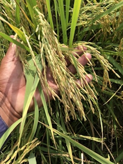 A hand holding a cluster of ripe rice plants with long, slender grains amid a dense growth of green leaves and stems.