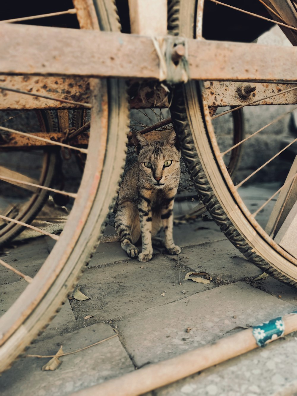 a cat sitting under a bicycle wheel on the ground