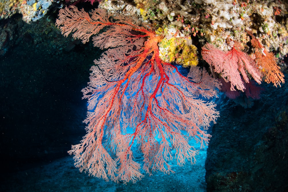 a coral and seaweed on a coral reef