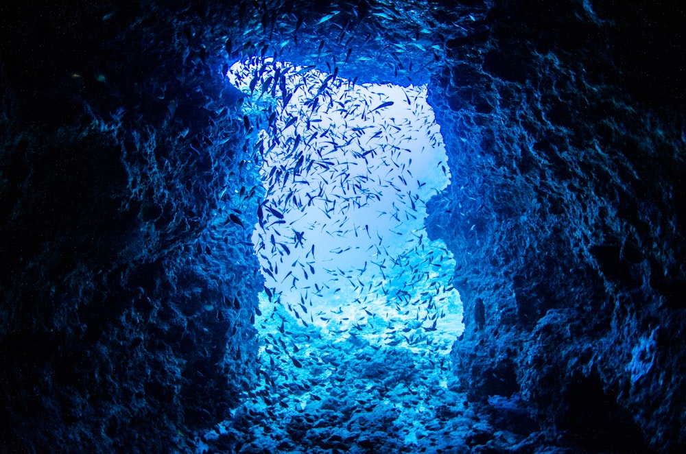 uma caverna cheia de peixes pequenos
