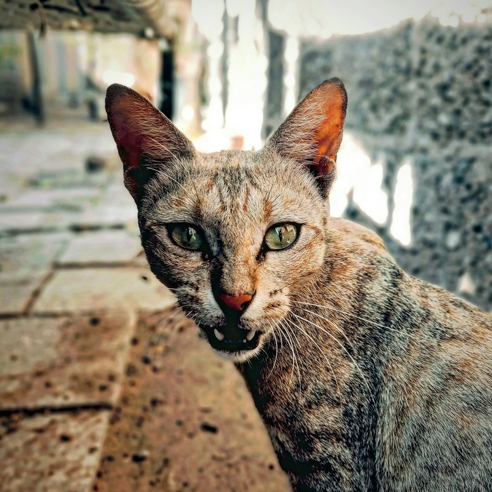 Un primo piano di un gatto vicino a un muro