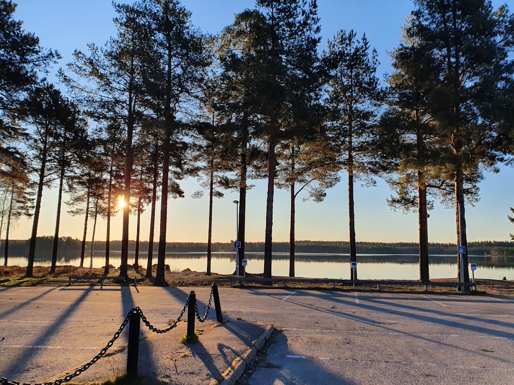 the sun is shining through the trees by the water