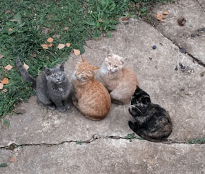 Four cats are sitting closely together on a cracked concrete surface. The background includes patches of green grass and scattered fallen leaves.