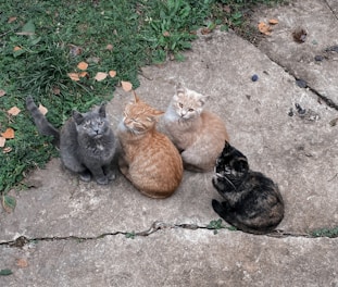 Four cats are sitting closely together on a cracked concrete surface. The background includes patches of green grass and scattered fallen leaves.