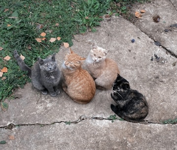 Four cats are sitting closely together on a cracked concrete surface. The background includes patches of green grass and scattered fallen leaves.