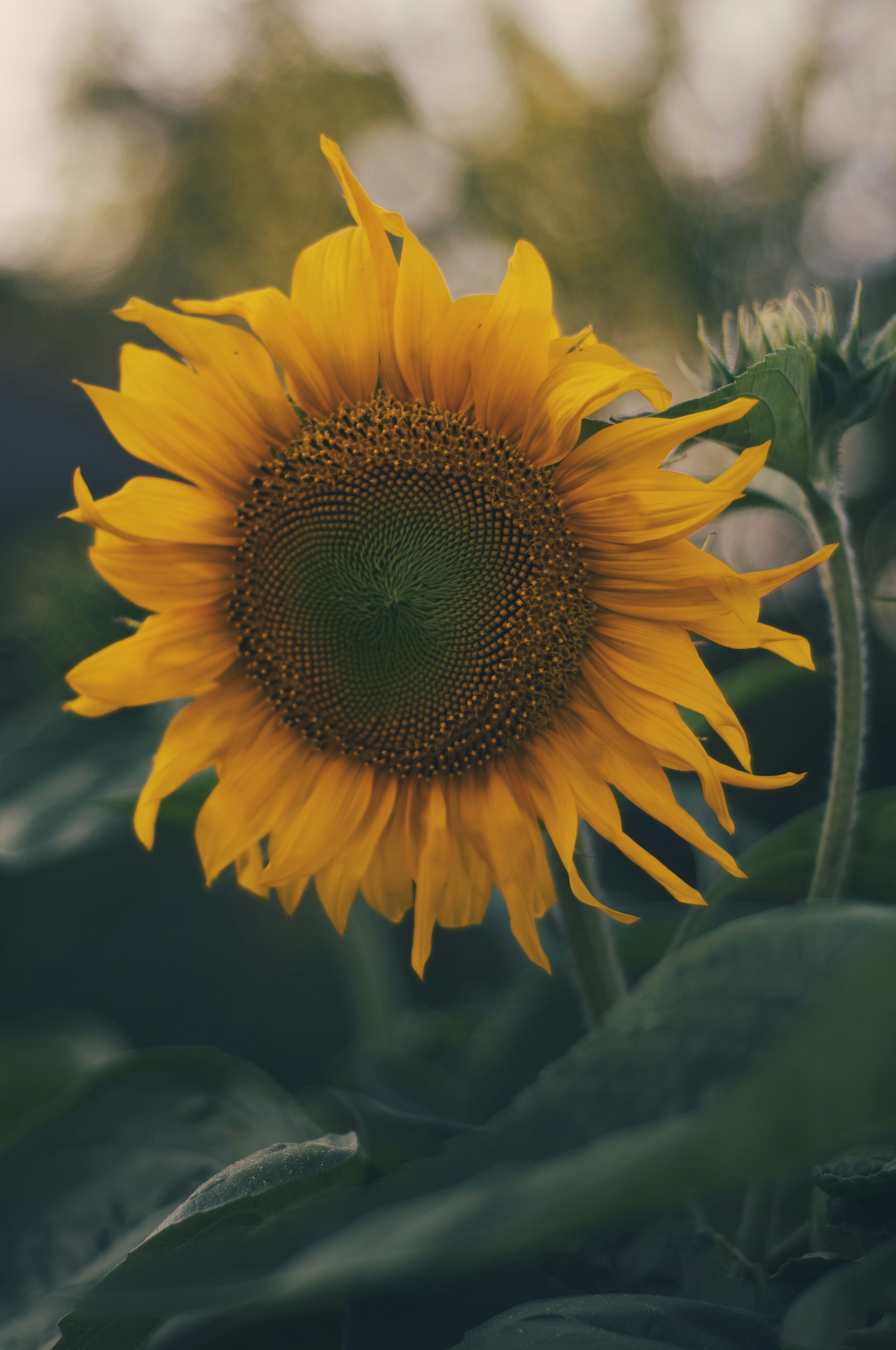 Photo by gorchinska88