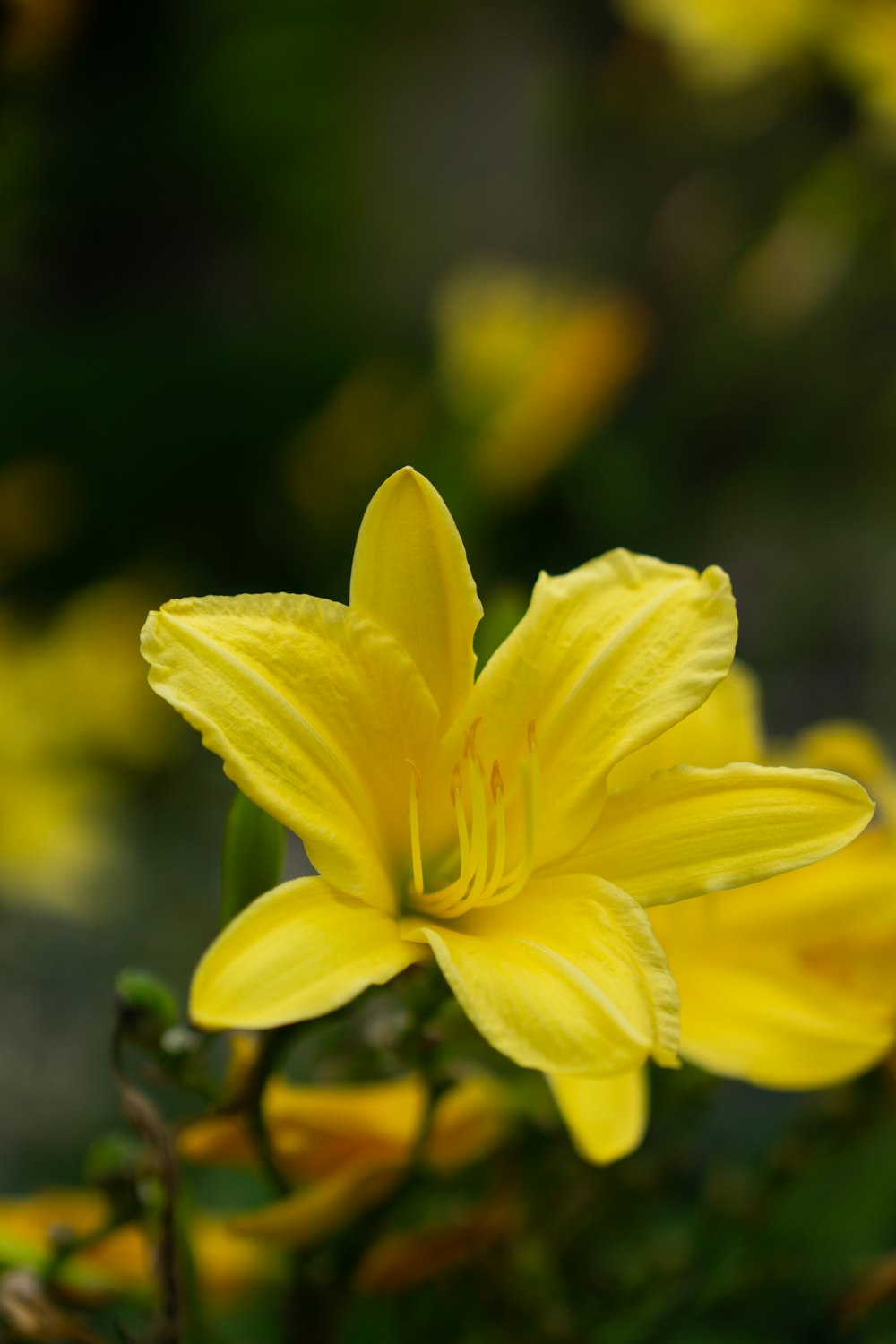 a close up of a yellow flower on a plant