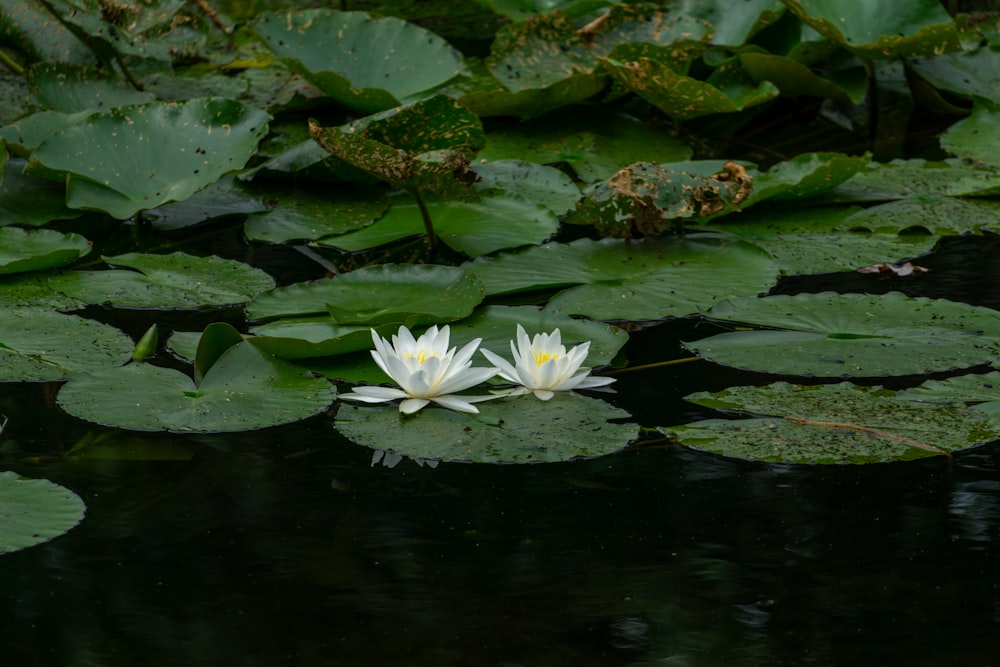 a couple of white water lilies floating on top of a pond