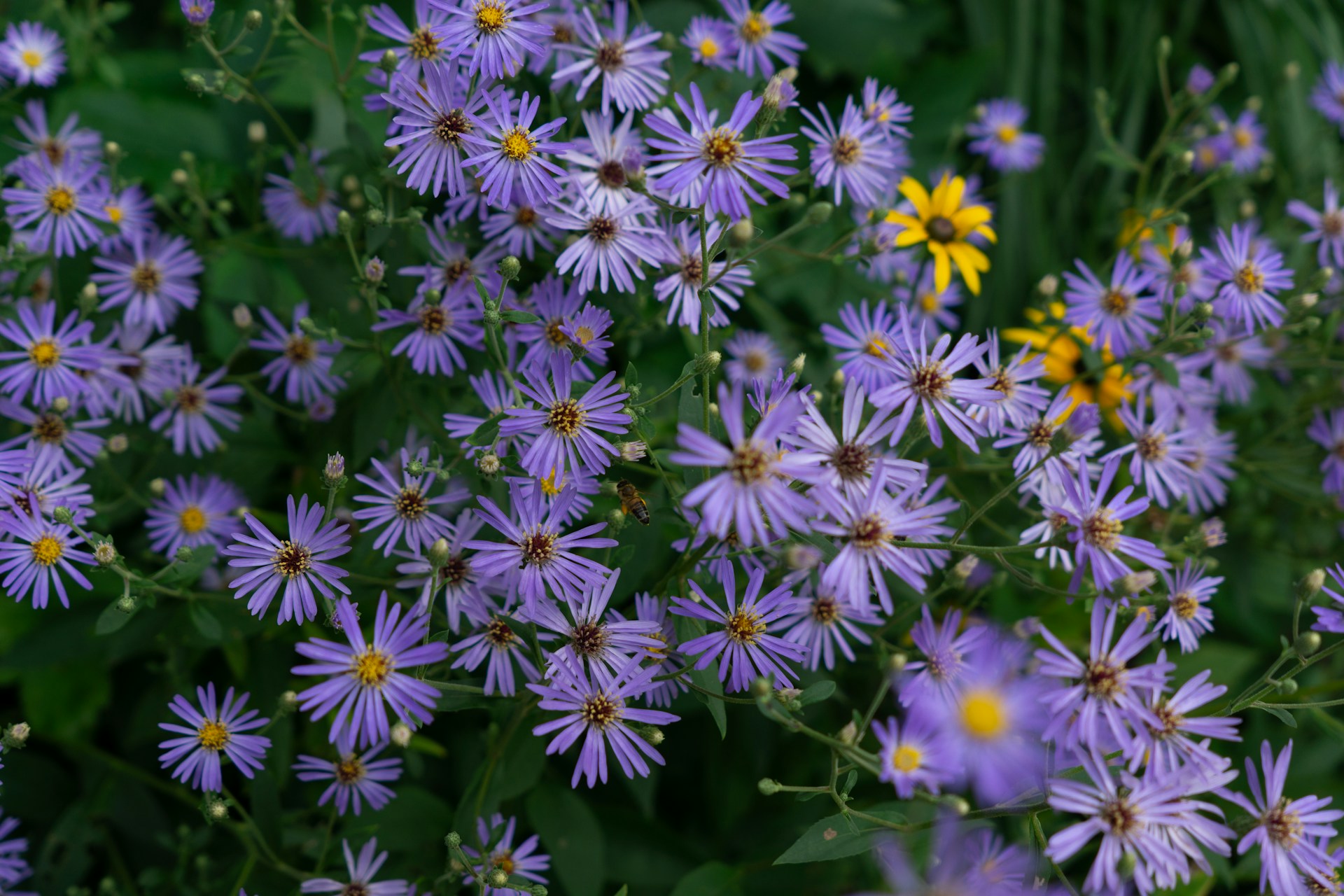 a bunch of purple flowers with yellow centers