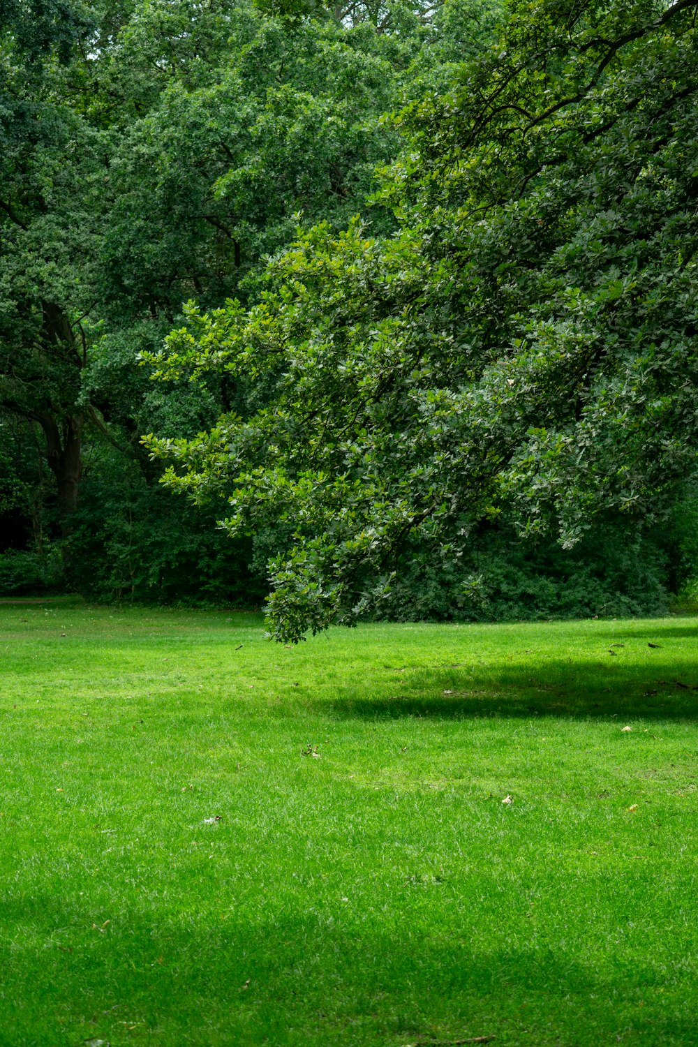 a park bench sitting in the middle of a lush green park