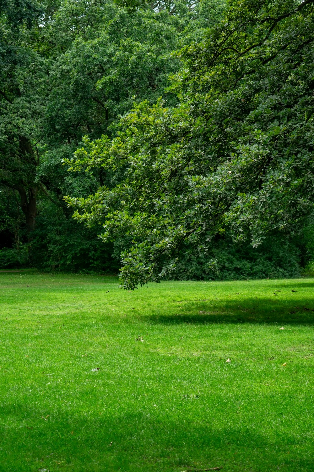 무성한 녹색 공원 한가운데에 앉아있는 공원 벤치