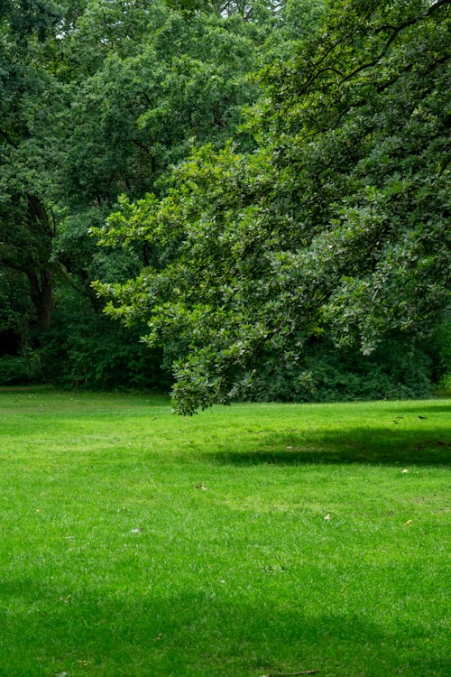 Residential garden lawn home