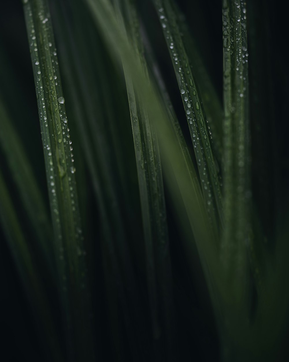 a close up of a green plant with drops of water on it