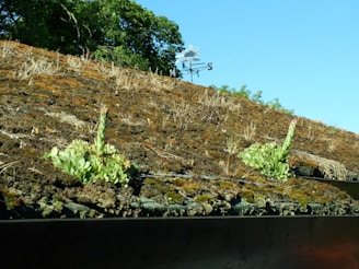 A rooftop covered with vegetation, including patches of green plants and dry, brown moss. In the background, there is a metal weather vane or antenna. The sky is clear and blue, and there are trees visible behind the roof.