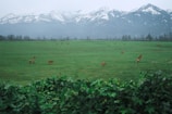 A panoramic shot of the Himalayan pastures where our cows graze, with snow-capped peaks in the background.