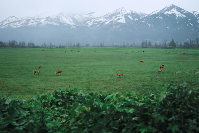 A panoramic shot of the Himalayan pastures where our cows graze, with snow-capped peaks in the background.
