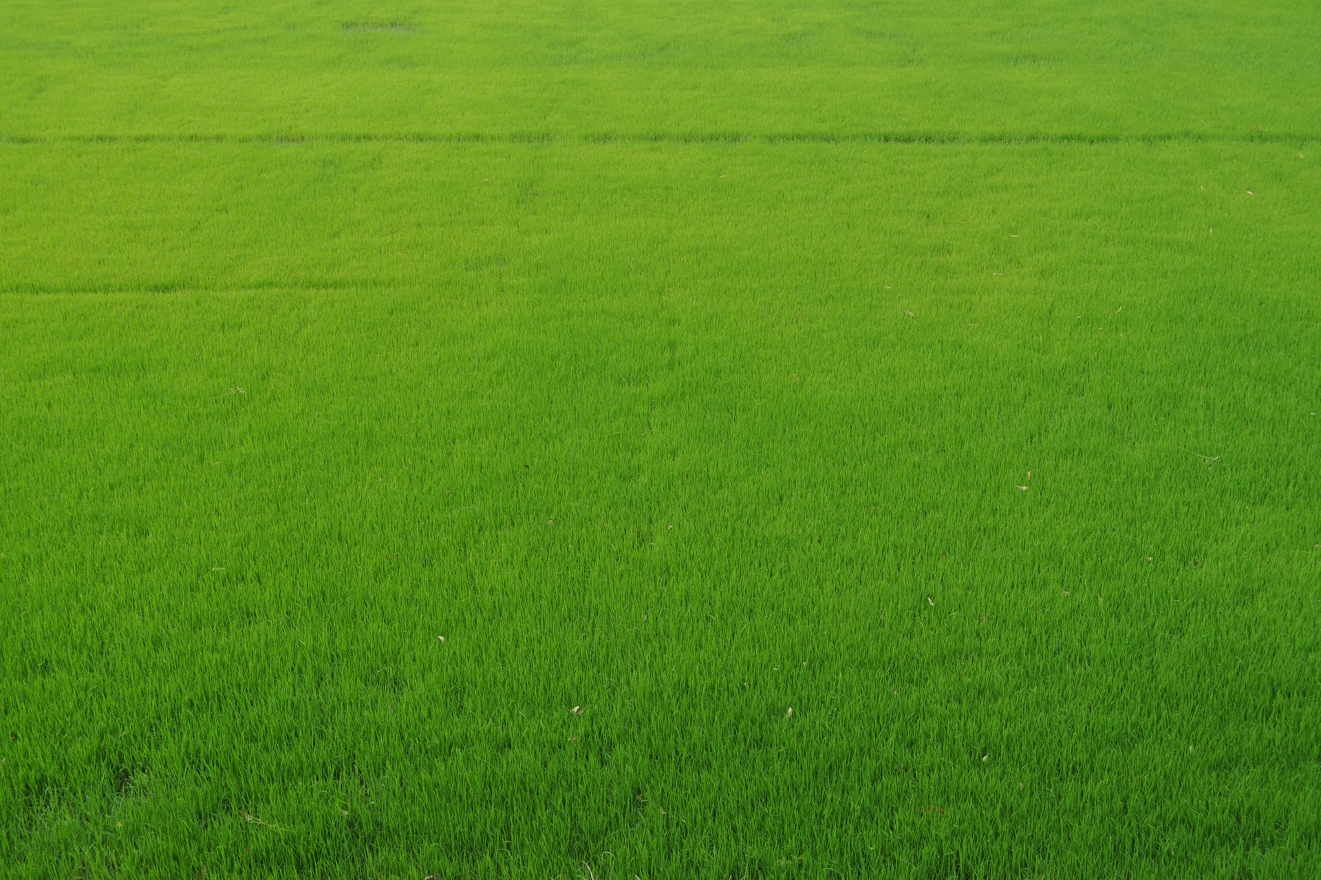 a large field of green grass with no leaves