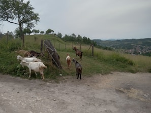 A group of goats is grazing near a makeshift wooden fence amidst a green, hilly landscape. The scene includes a few trees, grassy fields, and a distant view of a town or village against a backdrop of hills.