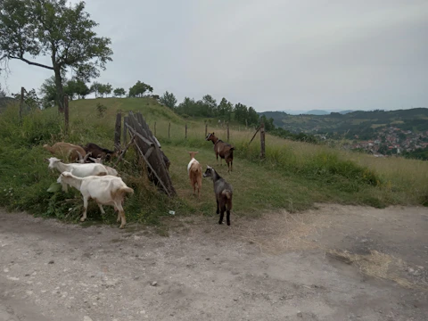 A sunny morning scene showing four goats grazing near a rustic wooden fence.