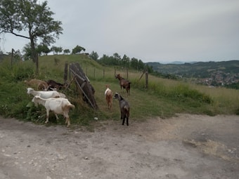 A group of goats is grazing near a makeshift wooden fence amidst a green, hilly landscape. The scene includes a few trees, grassy fields, and a distant view of a town or village against a backdrop of hills.
