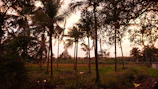 Wide shot of the main stable building surrounded by tall coconut trees at sunset.
