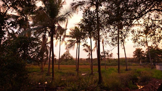 A serene coconut sugar plantation with farmers harvesting under a golden sunset.