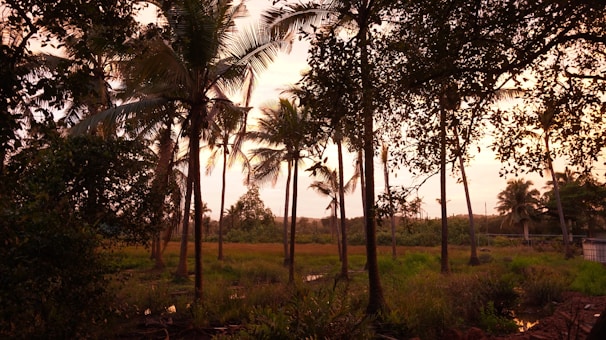 A vibrant sunset casting golden light over a coconut grove.