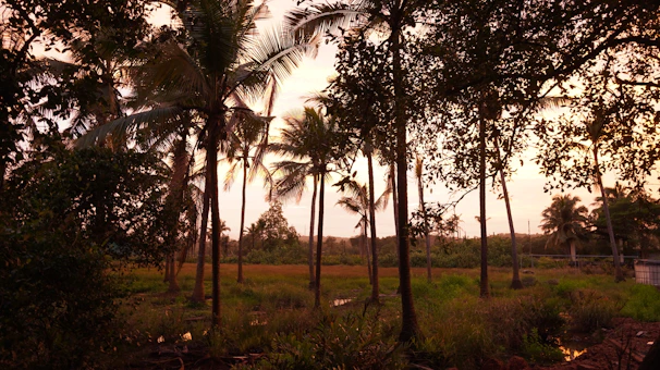 A serene coconut sugar plantation with farmers harvesting under a golden sunset.