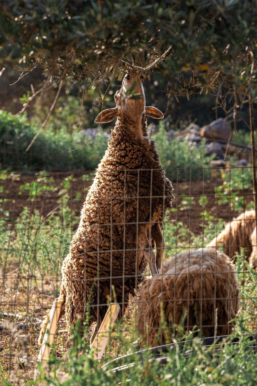 a sheep standing on its hind legs behind a wire fence
