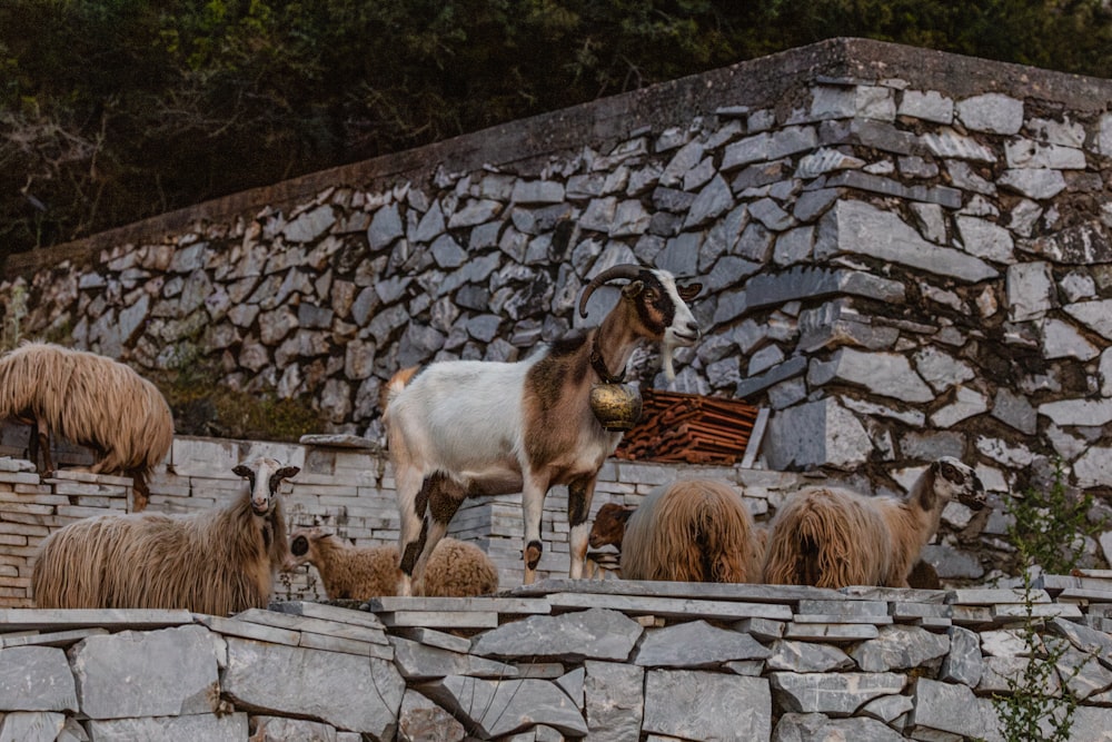 a goat standing on top of a stone wall