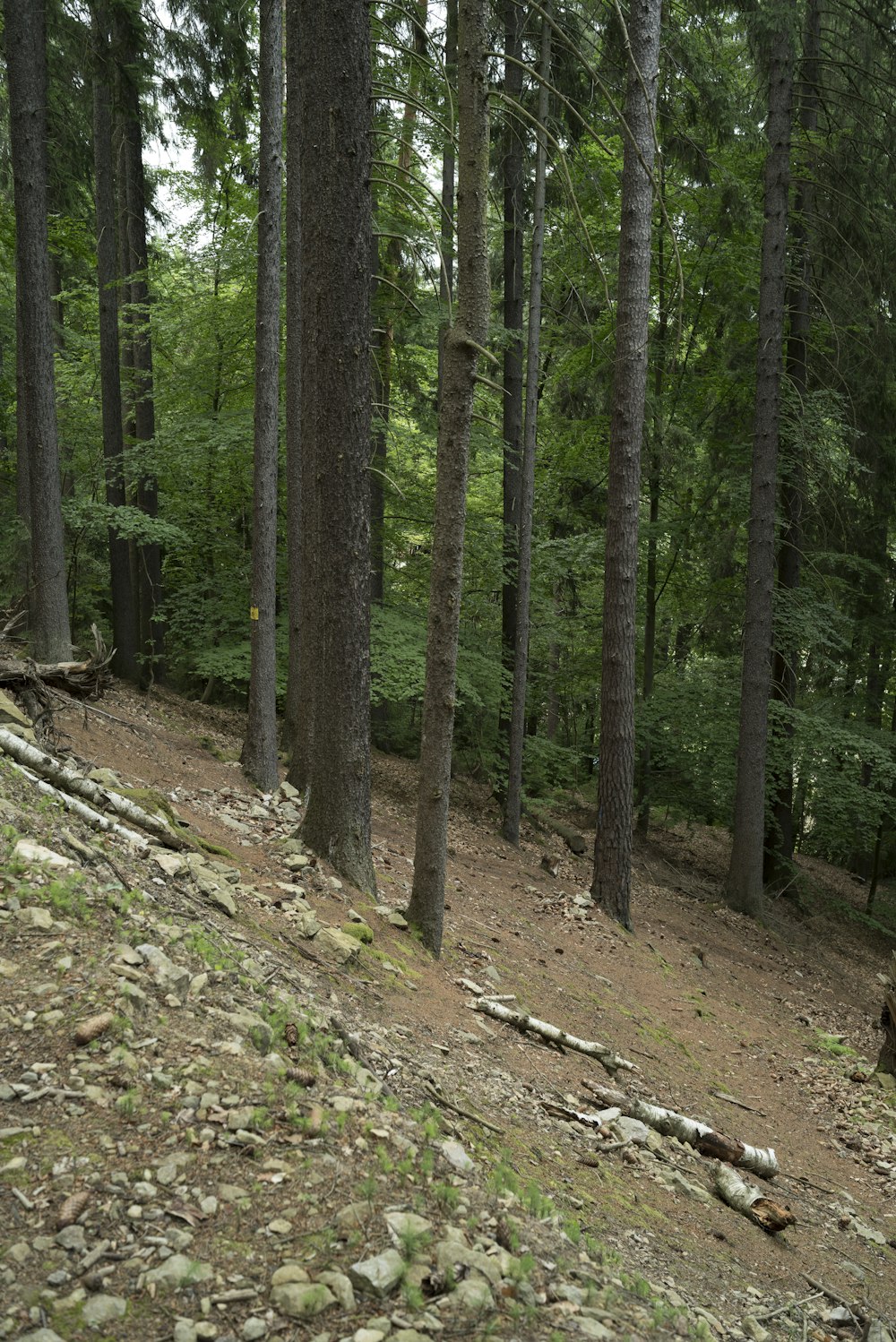a man riding a horse through a forest filled with trees