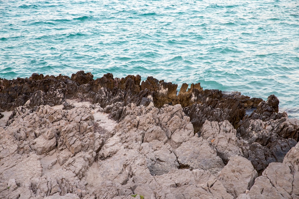 a bird sitting on a rock near the ocean