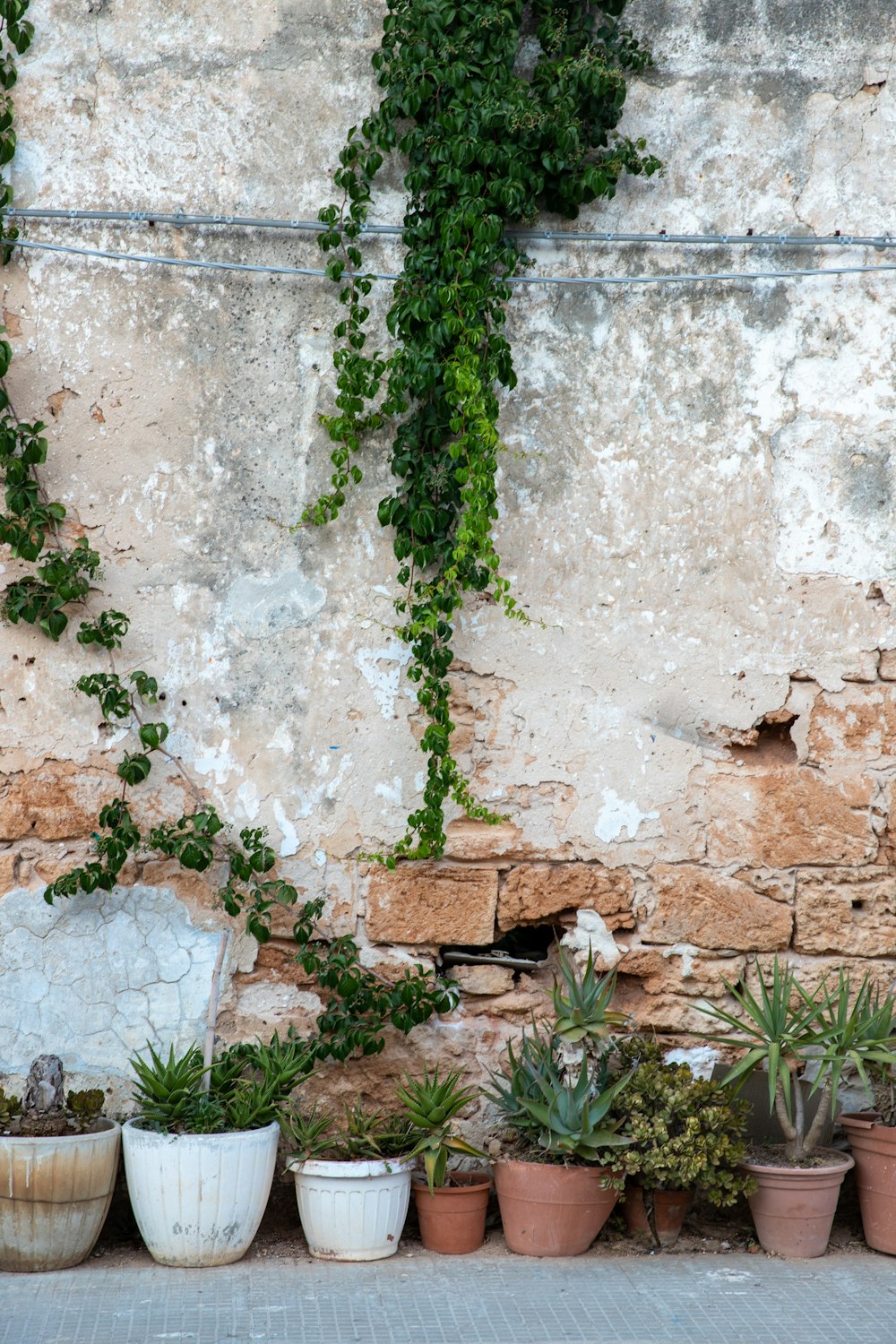 a number of potted plants near a wall