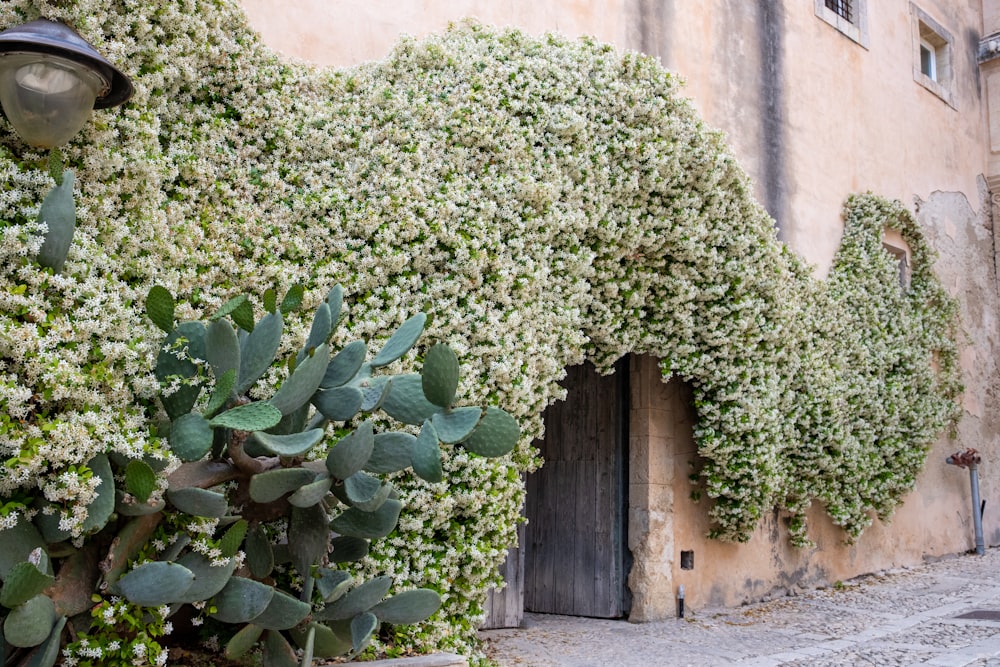 a building with a bunch of plants growing on the side of it