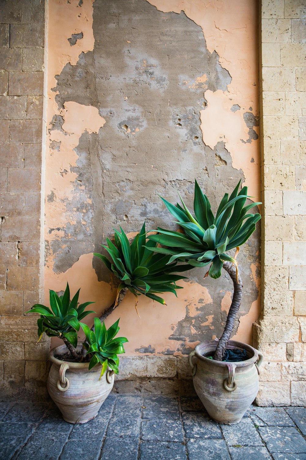 a couple of potted plants sitting next to each other