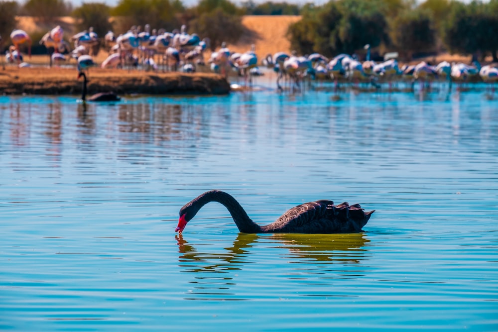 a black swan is swimming in the water