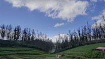 A serene landscape featuring a rolling green field with terraced sections, bordered by a line of tall, leafless trees. The sky is a vibrant blue with scattered clouds, creating a peaceful and expansive atmosphere. A small building with a red roof is visible on the right, adding a touch of human presence in the otherwise natural setting.