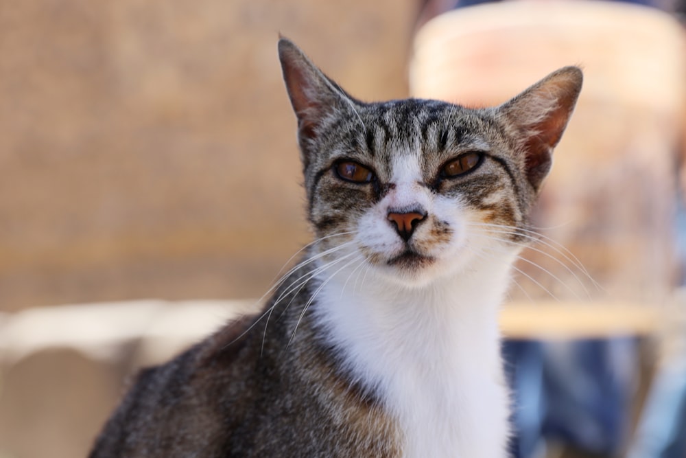 a close up of a cat with a blurry background