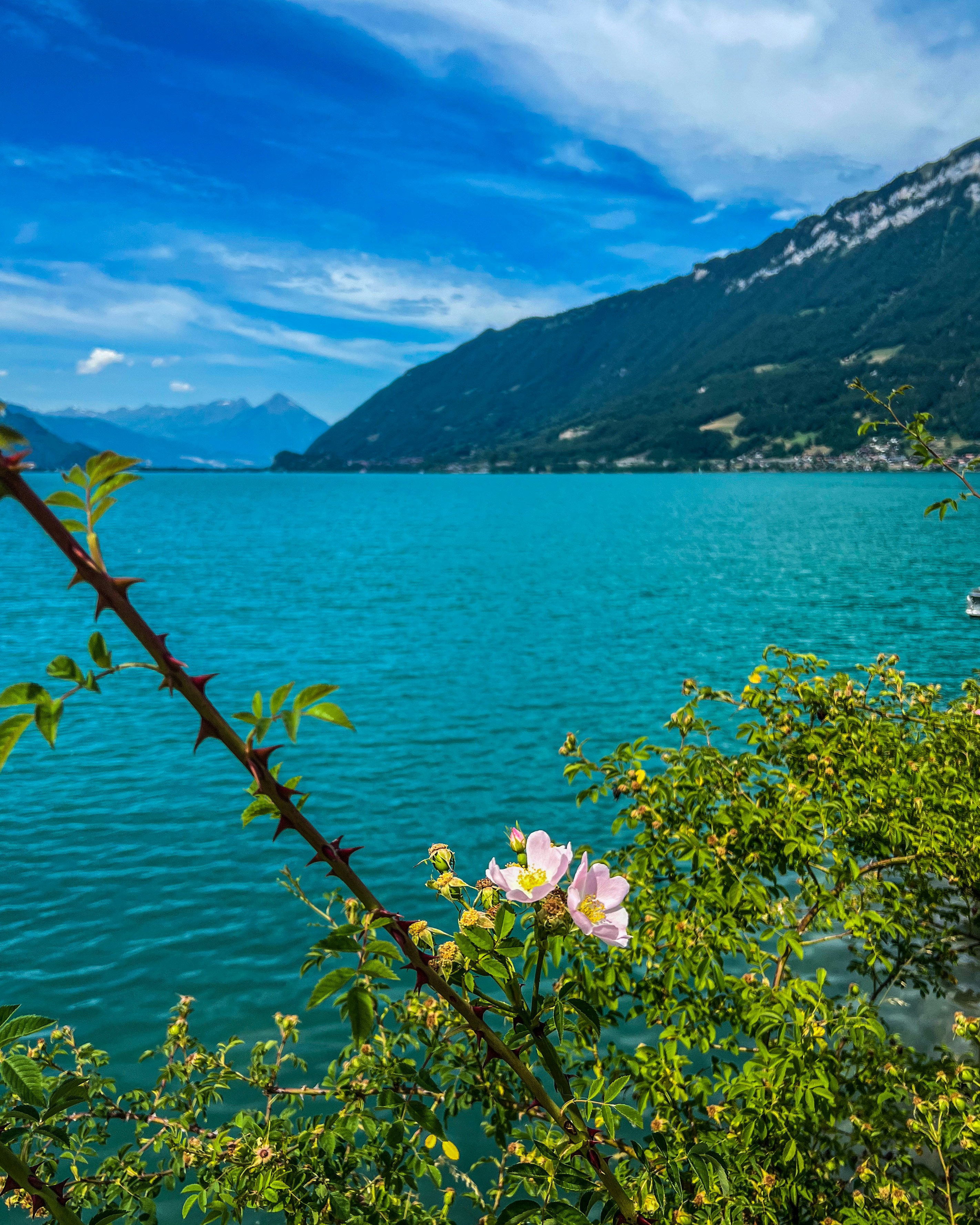 a body of water surrounded by mountains and trees