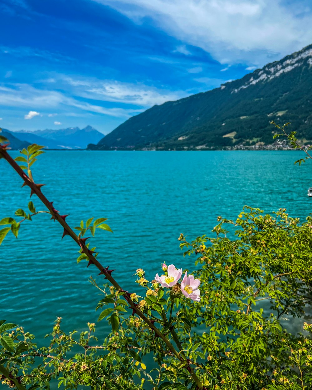 a body of water surrounded by mountains and trees