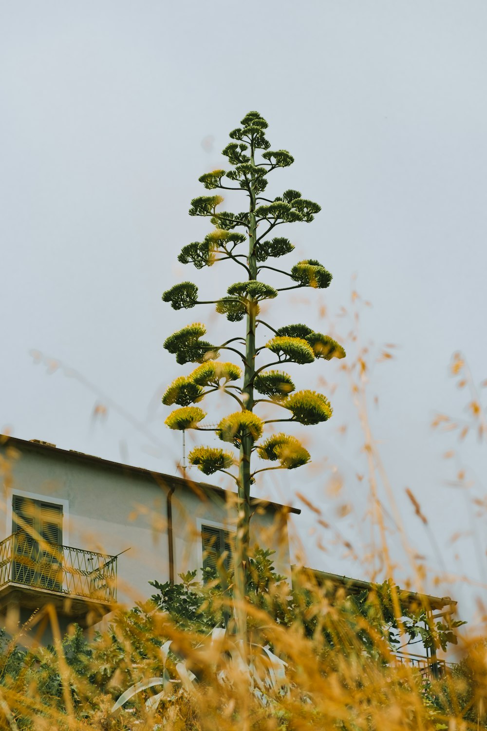 a tall plant with yellow flowers in front of a building