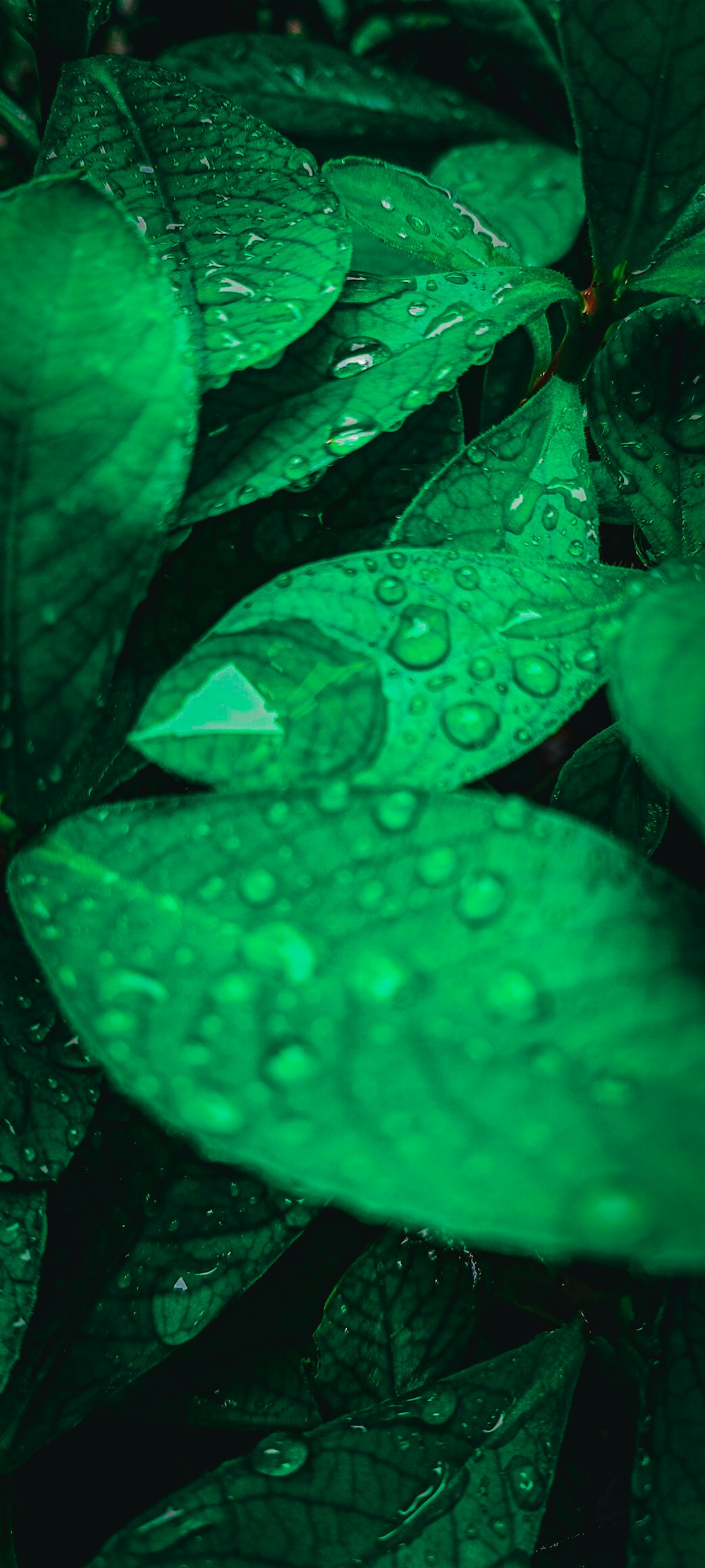 green leaves with water droplets on them