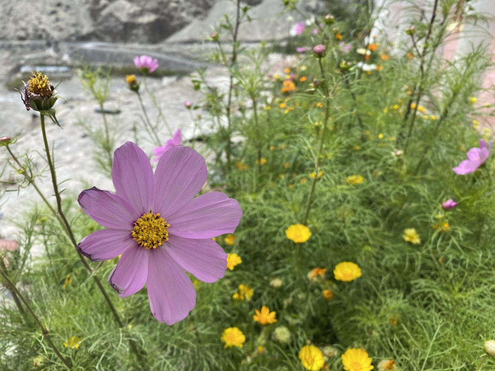 a purple flower in a field of yellow and pink flowers