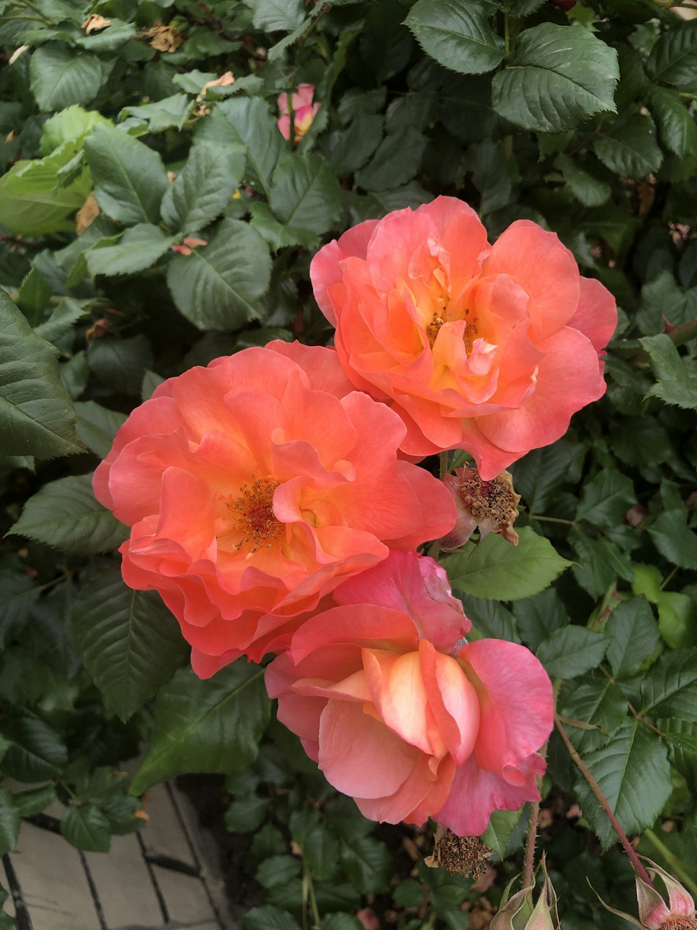 a couple of pink flowers sitting on top of a lush green plant