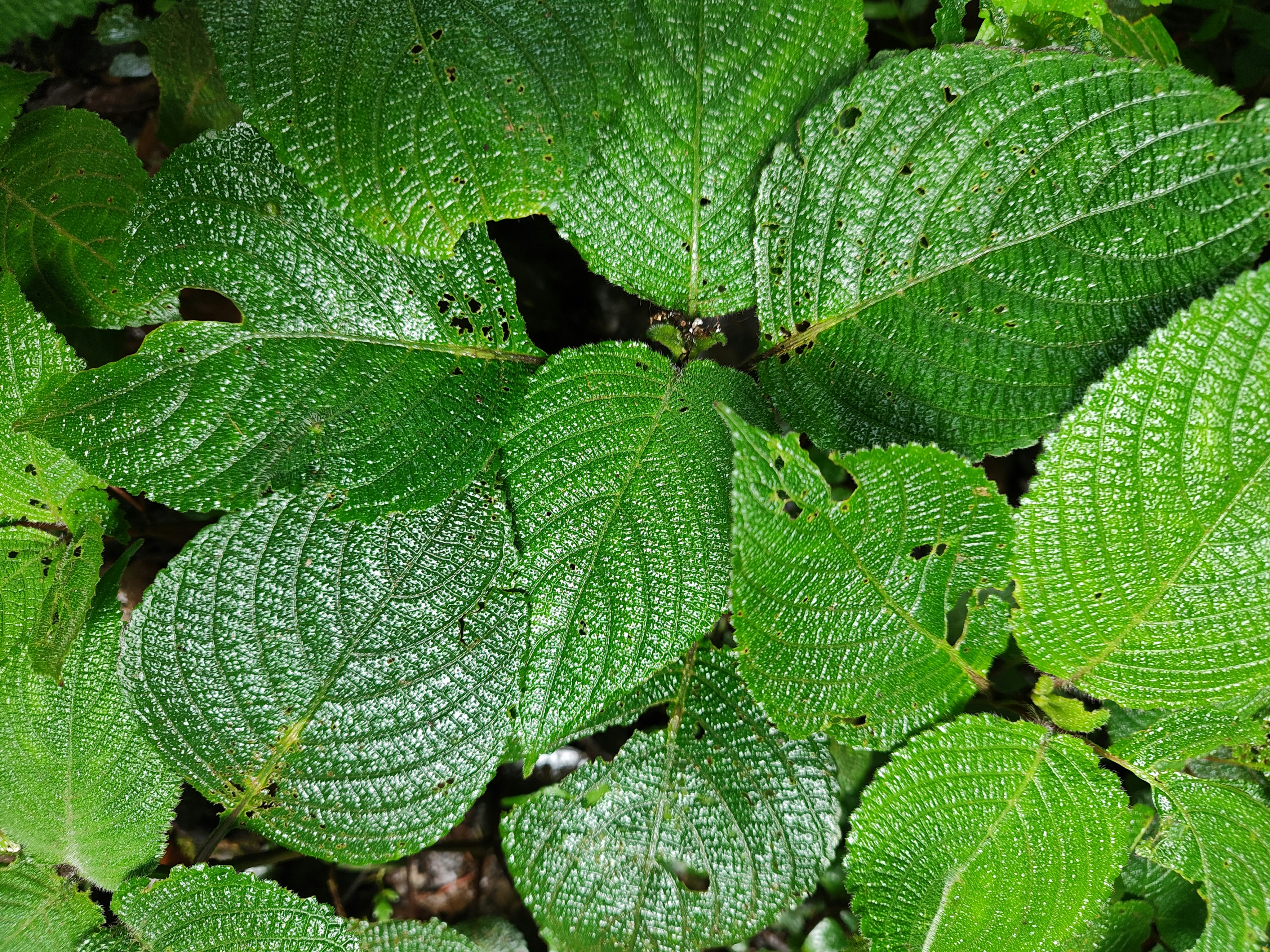 베고니아 마쿨라타 - a close up of a green leafy plant