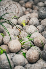 A collection of spherical stones scattered among green grass sprigs. The rocks appear to be uniform in texture and color, creating a natural and earthy arrangement. A few vibrant leaves and blades of grass provide contrast against the muted tones of the stones.